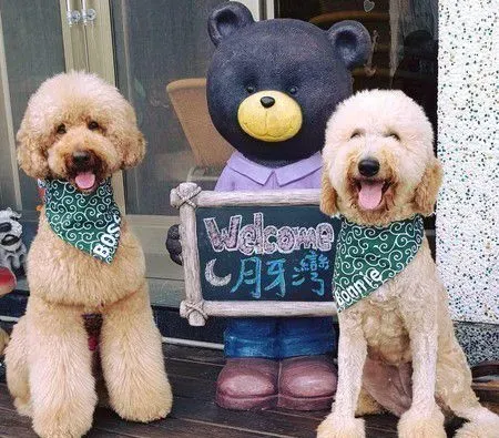 贵宾犬Boss想出门散步 学哈士奇叫声表示抗议