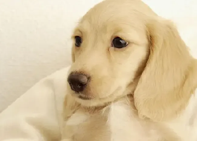 腊肠犬|腊肠犬不会定点解决大小便怎么训练