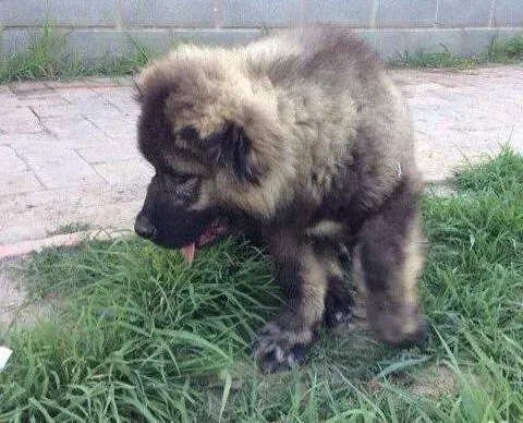 高加索犬|高加索犬最近耳朵里有黑色的东西是怎么了