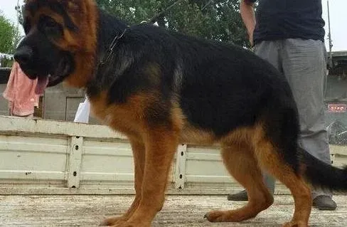 德国牧羊犬|德国牧羊犬右后腿突然瘸了，没事吧