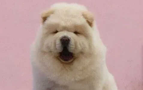 松狮犬|松狮犬经常打喷嚏也有鼻涕是感冒了吗