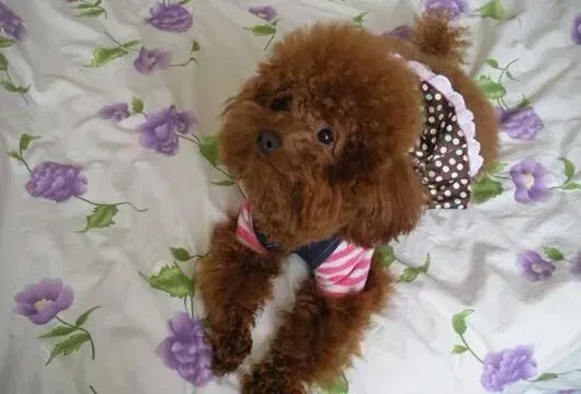 贵宾犬|正确防暑新方法 贵宾犬安然度夏的必要条件