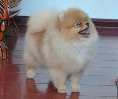 博美犬|优选狗粮的方法 教你给博美犬购买合适的狗粮