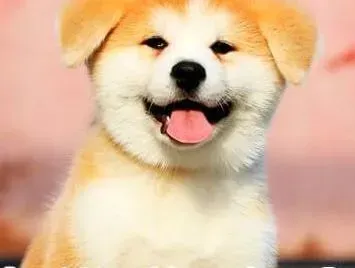 秋田犬|秋田犬脚垫受伤应该用什么药治疗