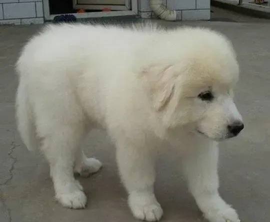 大白熊犬|最近大白熊犬上火，鼻子发干怎么办