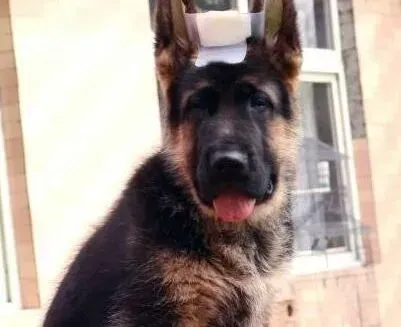 德国牧羊犬|德国牧羊犬拉稀、呕吐可以吃土霉素治疗吗