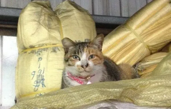 浪喵超会塞乃暖化小资女 被收养成公司招财猫 | 猫