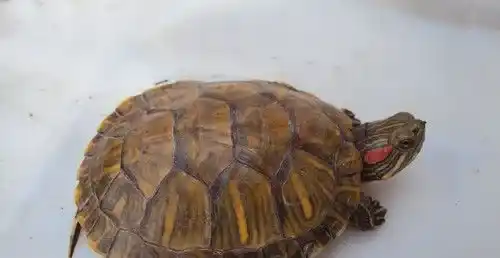 怎样喂乌龟 注意控制乌龟的食量有益健康 | 乌龟