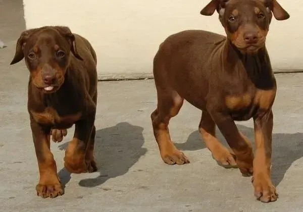 杜宾犬|生命在于运动 杜宾犬怎样学会游泳