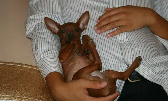 小鹿犬|小鹿犬犬瘟恢复期可以吃驱虫药吗