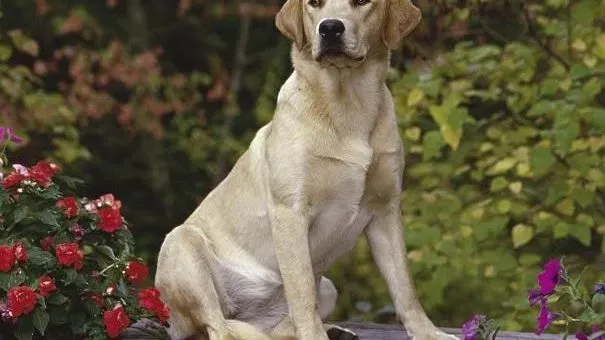 拉布拉多|高龄拉布拉多犬检查 狗狗健康又长寿