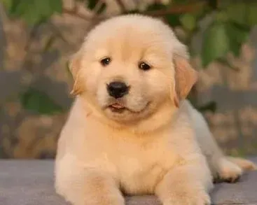 金毛|金毛犬剃毛之后多久能长出新毛