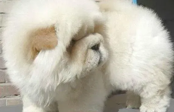 松狮犬|怎样让松狮犬有一个健全的心理