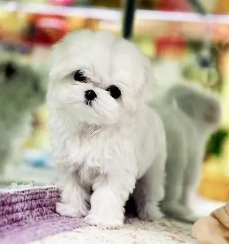 马尔济斯|正确解决马尔济斯犬的拉肚子要怎样做