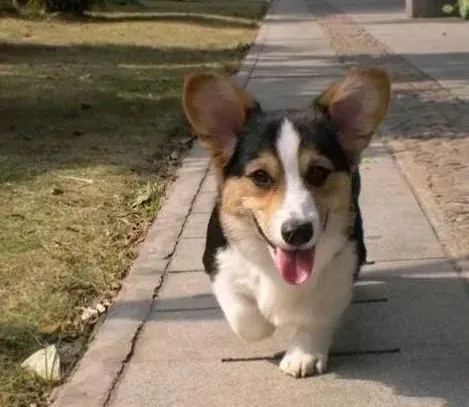 柯基犬|柯基犬后腿内侧38.5℃是不是发烧了