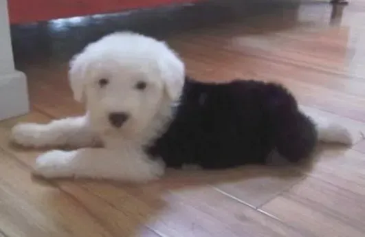 古代牧羊犬|训练古代牧羊犬一定要掌握的三大原则