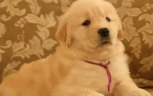 金毛|一个月的金毛犬可以吃狗粮吗 对它的身体会有影响吗