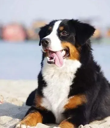 伯恩山犬|美味食物肉干给伯恩山犬带来哪些好处