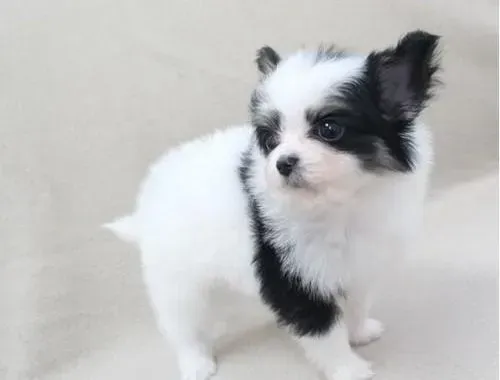 蝴蝶犬|训练蝴蝶犬的四大最基本课题介绍