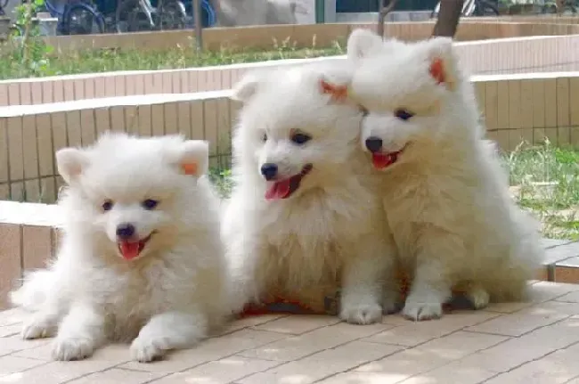 银狐犬|银狐犬见人就要去咬应该怎么训练