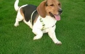 比格犬|炎热夏季 如何正确的饲养比格犬