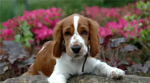 史宾格犬如何养 喂史宾格要定时定量固定地点 | 史宾格犬