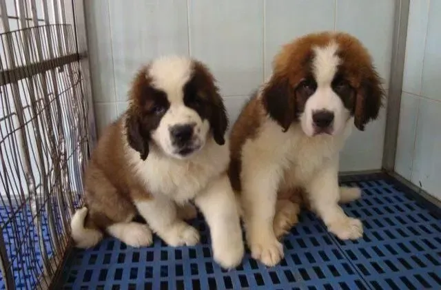 圣伯纳犬|怎样学会正确的给圣伯纳犬带狗绳
