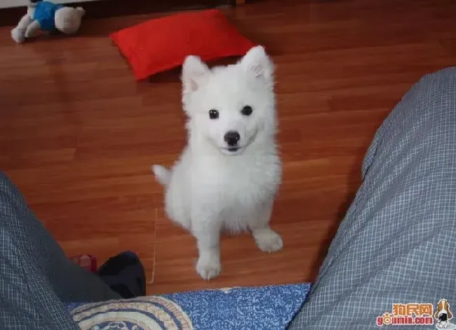 银狐犬|银狐犬拉肚子期间可以吃肉吗
