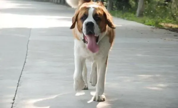 圣伯纳犬|清洁小时工之圣伯纳犬洗澡时要注意什么