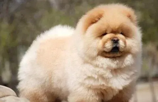 松狮犬|松狮犬剖腹产后高烧不退，不吃不喝怎么办