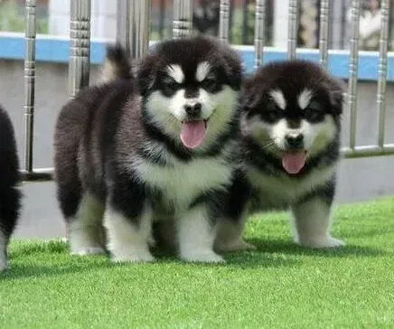 阿拉斯加犬|专业护理阿拉斯加雪橇犬的耳朵有哪些方法