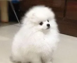 博美犬|两个月的博美犬有点便秘应如何治愈