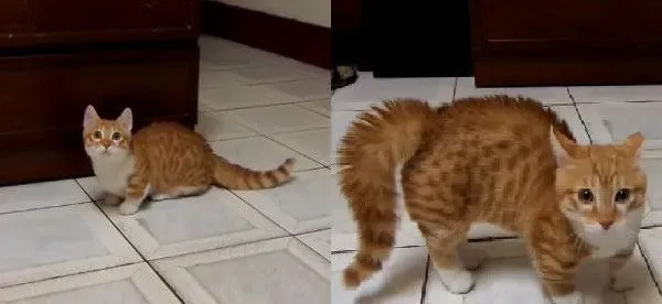 装狠的小短腿！ 猫咪全身炸毛装凶挑衅爸爸 | 猫