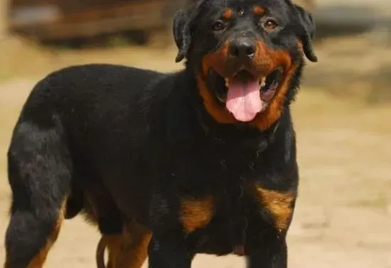 罗威纳犬|罗威纳犬连续四天拉稀是哪里出了问题