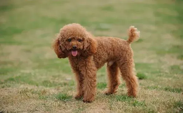 贵宾犬|贵宾犬喝水有学问 狗狗饮水也有标准和准则