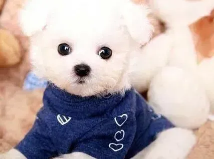 比熊犬|现代人遛狗新方法——骑自行车溜比熊犬