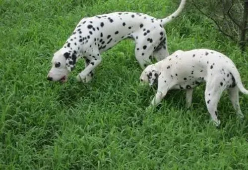 斑点狗|两个月的斑点狗患上犬瘟，急疯了