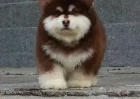 阿拉斯加犬|了解阿拉斯加犬要排便的动作信号