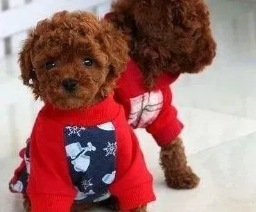 贵宾犬|宠物小明星 怎样训练贵宾犬学会作揖的动作
