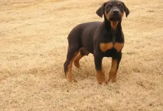 杜宾犬|如何让晚年的杜宾犬享受最高待遇