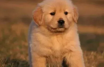 金毛|喂好金毛犬的好方法与相关技巧介绍