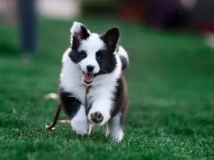 边境牧羊犬|边境牧羊犬很霸道 不当“狗奴才”的办法