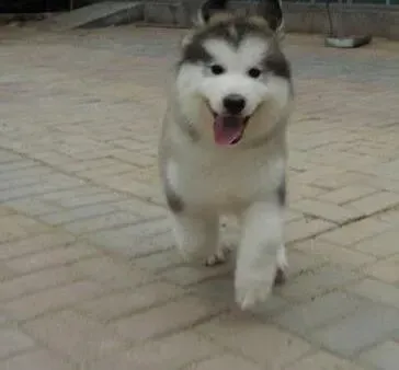阿拉斯加犬|如何控制好阿拉斯加雪橇犬的体重