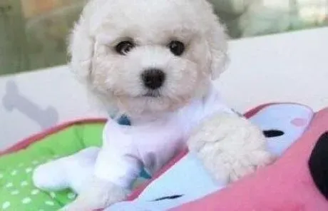 比熊犬|养比熊犬你千万不要做的事情大调查