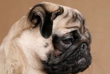 巴哥犬的褶子长多久 外观呈正方形且短胖 | 巴哥犬