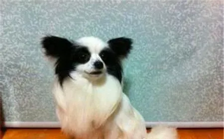 蝴蝶犬怎么训练如厕 蝴蝶犬想上厕所的时候来训练 | 蝴蝶犬