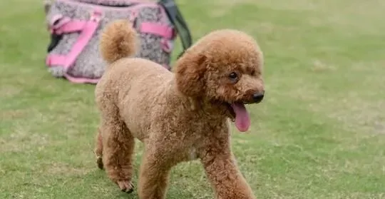 卷毛比熊犬习性 对居住环境的要求很高 | 卷毛比熊犬