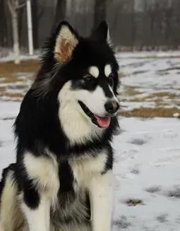 阿拉斯加犬|补钙有讲究 饲养阿拉斯加犬补钙问题是关键