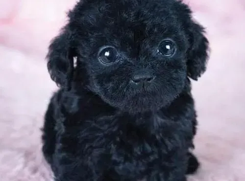 贵宾犬|如何喂养三个月大的贵宾犬宝宝