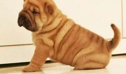 沙皮狗|沙皮狗“爱”上了便便怎么办